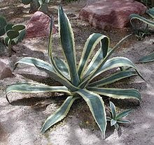 Agave-Americana