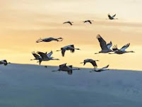 A flock of birds, probably geese, fly over a field at sunset. The birds fly in a V formation, which is a common formation for migratory birds. The sky is bright orange and yellow and the field is green.