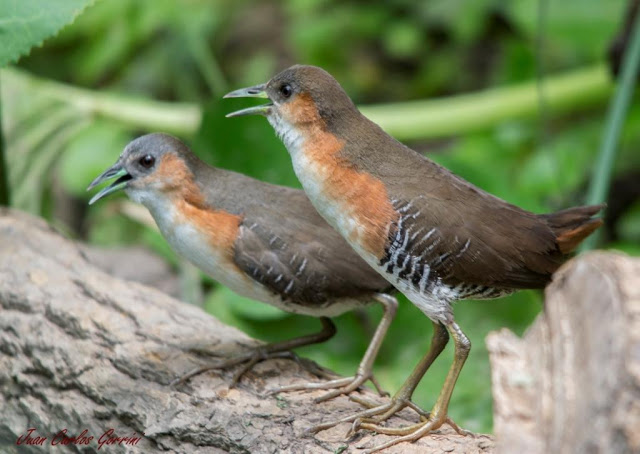 Avistaje de aves en Argentina, Salta. Birdwatching y fotografía de Juan Carlos Gorrini.