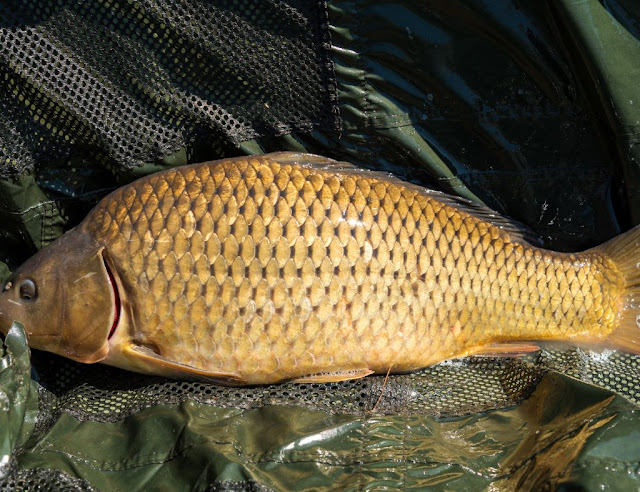 Ikan mas (Cyprinus carpio)