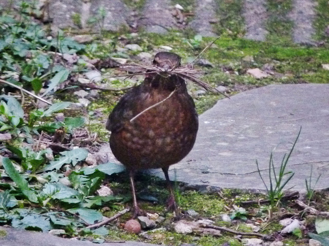 Merel-vrouw (Turdus merula) met snavel vol nestmateriaal