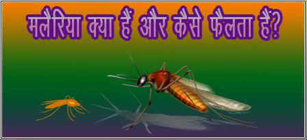 malaria mosquito image