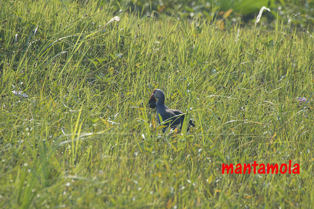 Purple Swamp Hen