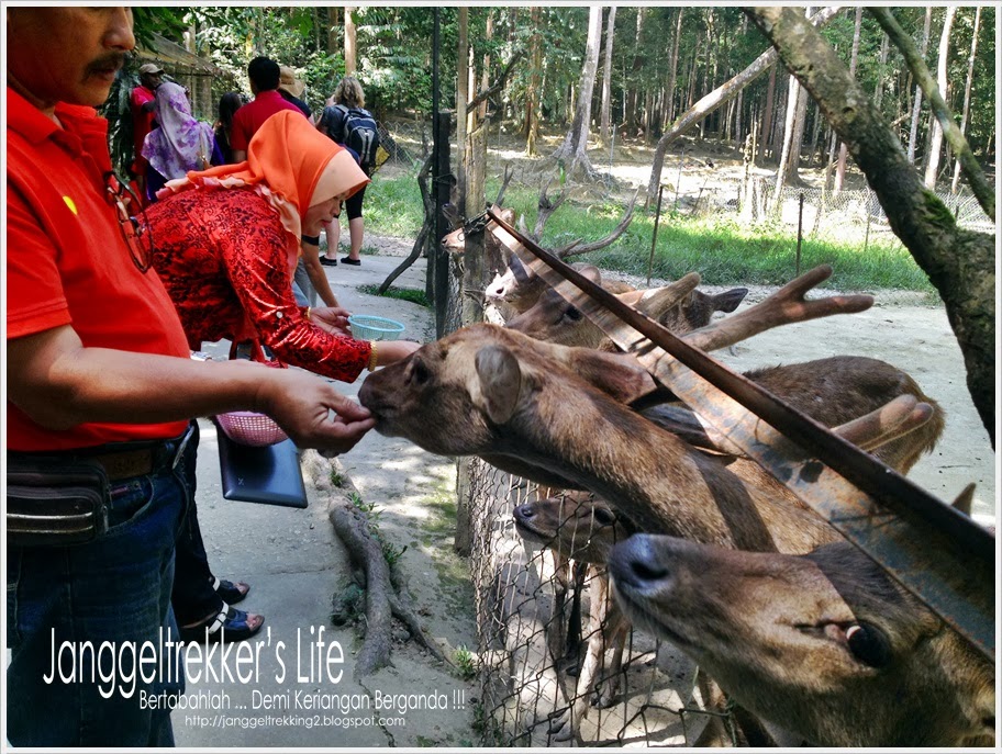 #TravelholicAwesome Ke Kuala Gandah (Part 1): Deerland 