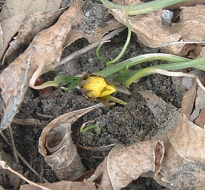 [Eranthis hyemalis flower just starting to open.]