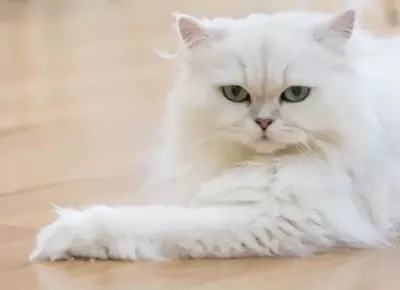 Caring For Persian Cats