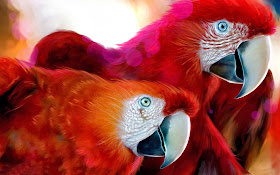 Animals Wallpapers | Birds Wallpapers | HD Desktop