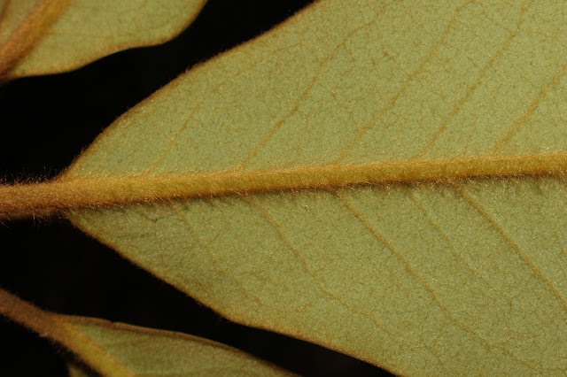 Magnolia rufibarbata