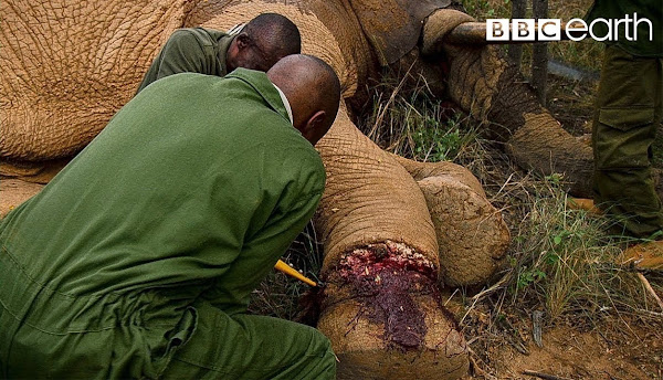 Rescue Mission: Saving an Elephant from a Life-Threatening Snare