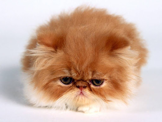  foto-foto kucing persia lucu @ Digaleri.com