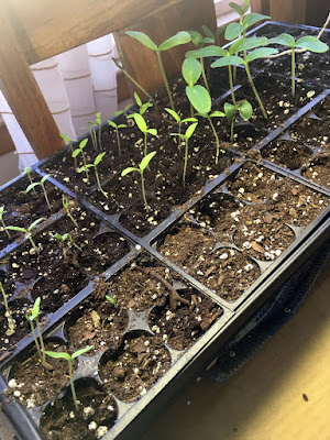 A black plastic seedling tray with twelve six-cell units full of potting soil, and a number of small two-leaved seedlings sprouting, the left ones slim and delicate and the right ones robust.