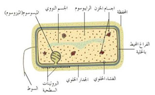 قتل الوزغ | لماذا امرنا الرسول صل الله عليه وسلم بقتلة ؟