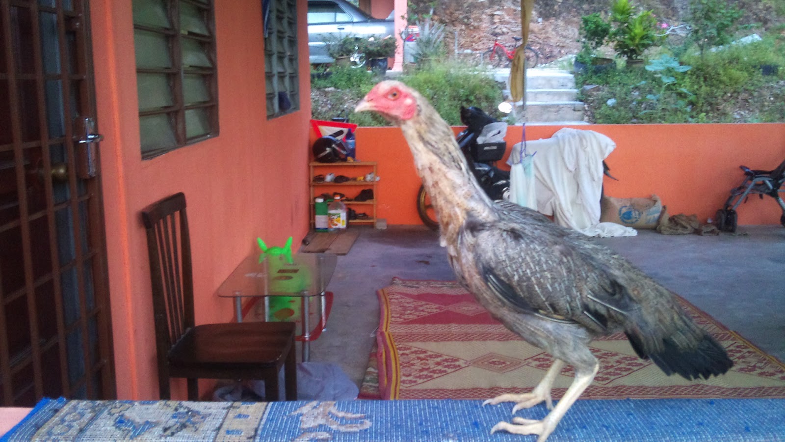 Ayam sabung utara: IBU ESSET / JALAK