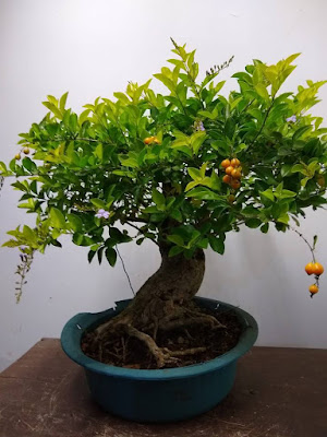 Bonsai Duranta (Sinyo Nakal)