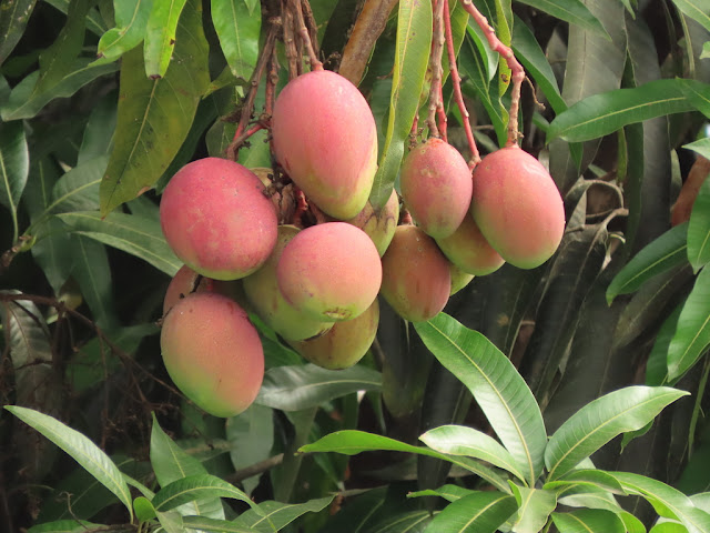 JOVEN DE 19 AÑOS DE SAN CRISTÓBAL CAYÓ DE UN PALO DE MANGO Y SE MAT0