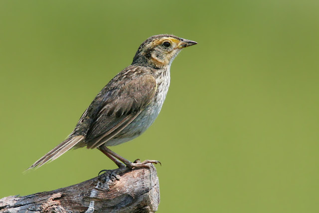 Small Birds Of North America