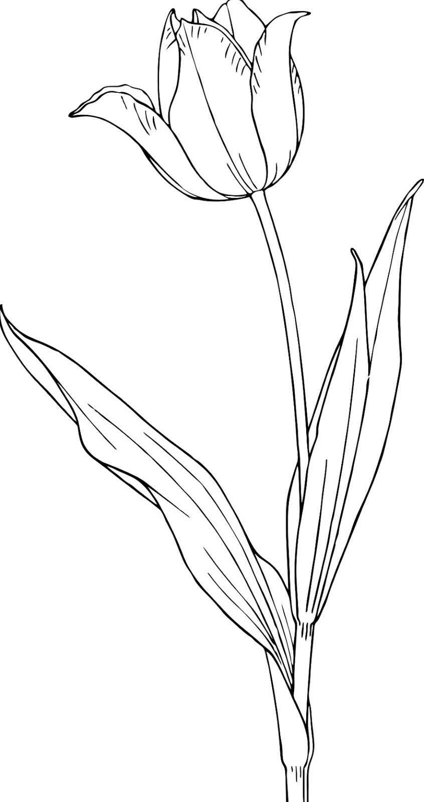 Sketsa gambar berikutnya yang tidak kalah indah untuk diwarnai yakni bunga tulip Gambar Mewarnai Bunga Tulip Terbaru