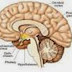 Hipotalamus adalah | Pengertian dan Definisi Hypothalamus