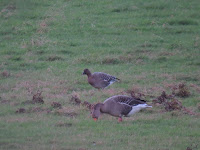 Tundra Bean Goose