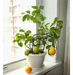 How to Grow a Lemon Tree Indoors