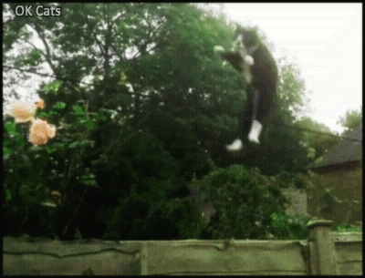 Cloned Cat GIF • Wild Ninja Cat attack! When you see them coming and flying, it's already too late [ok-cats.com]