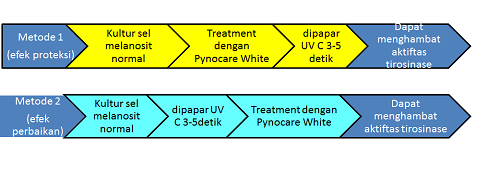 Clinical Trial Pynocare White