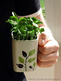 A mug full of young aromatic citrus plants