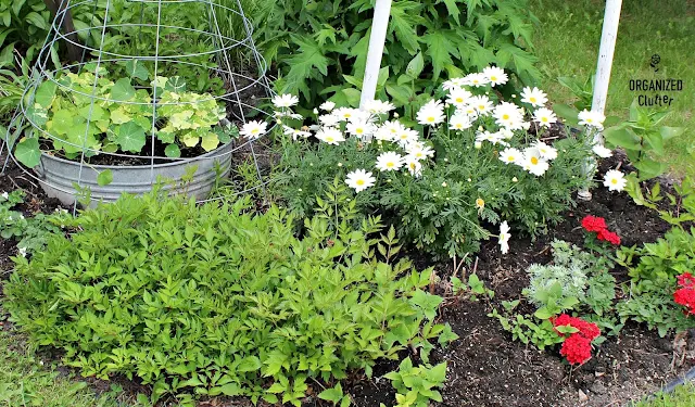 A Junk Garden Border Planting Diagram #annuals #perennials #lilies #junkgarden #gardenjunk #containergarden