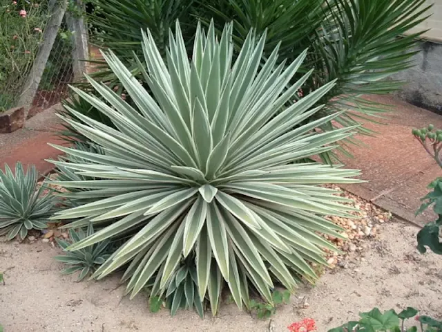 agave angustifolia