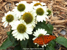 Echinacea White Swan Coneflower and Butterfly