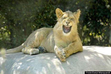 Funny Laughing Animal Pictures  Amazing Creatures