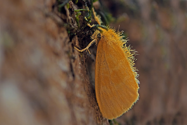 Euproctis lutea the Yellow Tussock Moth