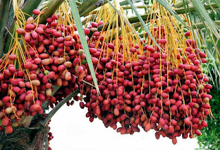 kurma merah di pasuruan