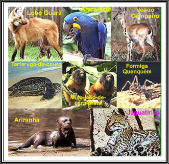 ANIMAIS-EM-EXTINÇÃO-NO-BRASIL 