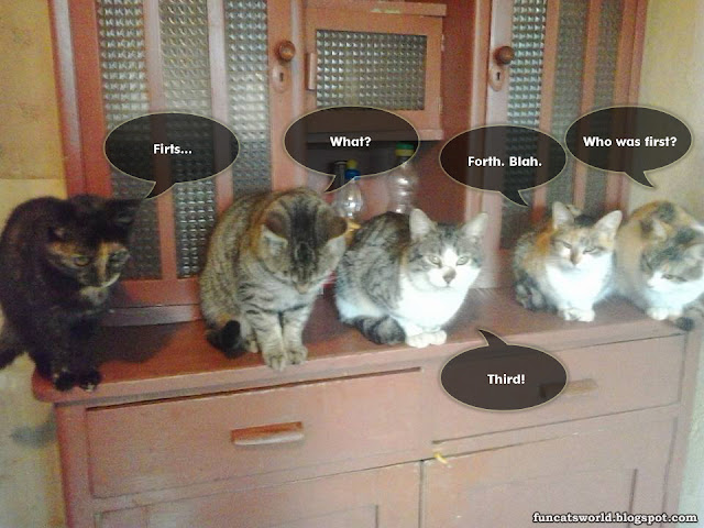 Five Cats Counting