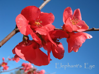 2012 August Japanese flowering quince