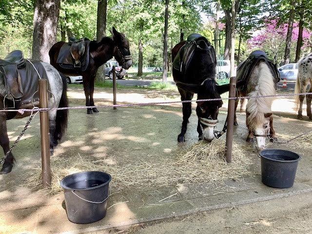 Donkeys eating hay in the park