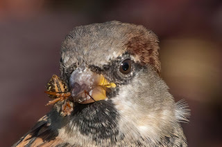 House Sparrow DFBridgeman