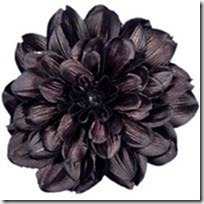 s-black-dahlia