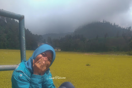 Ranu Pani, Salvinia Molesta Mengapung di Ranu Pani