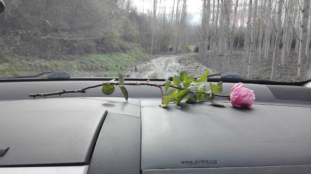 Viaje a Granada. Rosa de la casa de Lorca. Paseo de Chopos. Mónica Tello