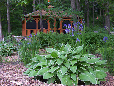 irisi si hosta sau crini de toamna in gradina