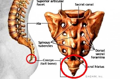 3 Keajaiban Tulang Ekor Menurut Rasulullah Kini Dibuktikan Peneliti