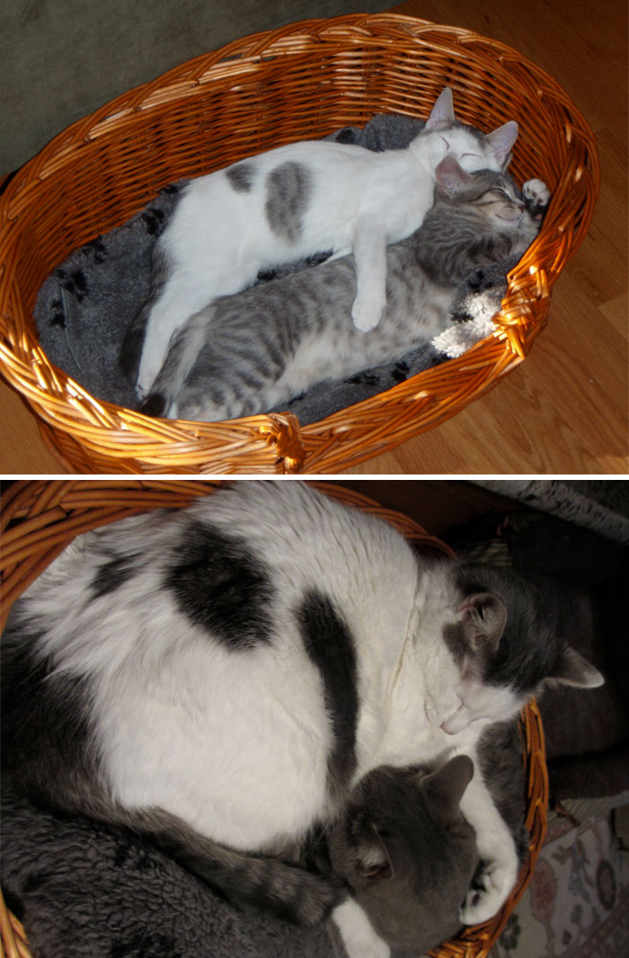 50 Heart-Warming Photos of Animals Growing Up Together - My Cats When They Were A Few Months Old Compared To Now, 4 Years Later