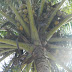 Coconut tree