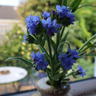 Anchusa capensis in electric blue