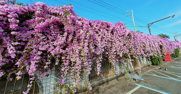 台中果菜市場蒜香藤花牆綿延上百公尺粉紫色花瀑，買菜還能拍美照