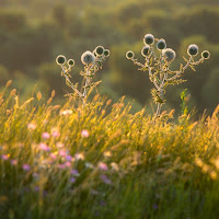 kék szamárkenyér (Echinops ruthenicus)