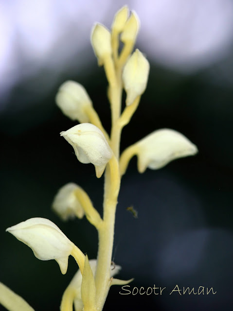 Cephalanthera erecta