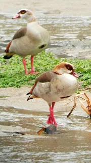 Ganso del Nilo, Alopochen aegyptiacus, Madrid-Río, Día Internacional de los Humedales, Ramsar, Gaviotas y otras aves, Madrid, fauna, escursiones guiadas, Conoceris, observación de la naturaleza, renaturalización del Manzanares, educación ambiental, sensibilización ambiental, deficit de naturaleza.